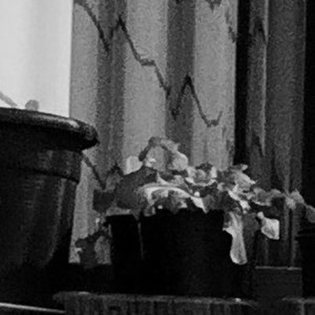 orchardgirlnz star porn pic