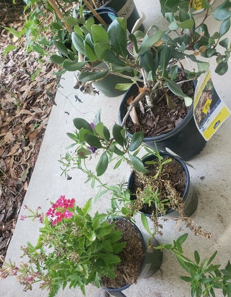 big ass ebony onlyfans beautiful porn pics