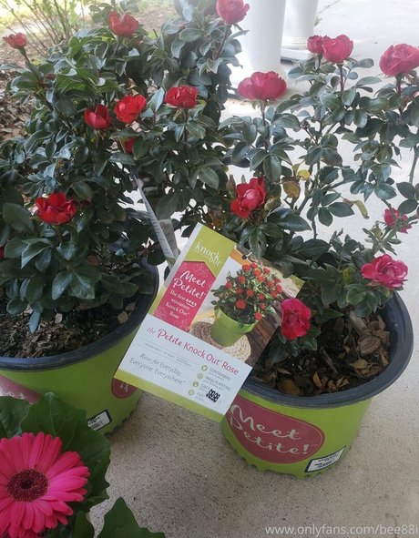 pregnant xxx onlyfans hot porn picture