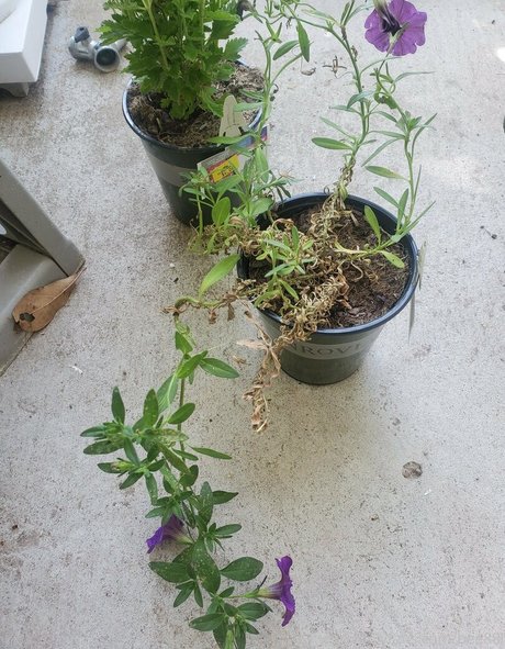 bee88i pornstar best pictures