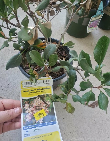 bee88i porn model image