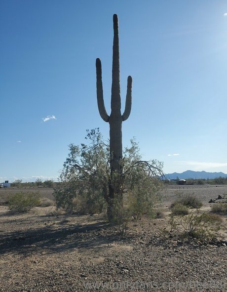 bee88i star sexy galleries