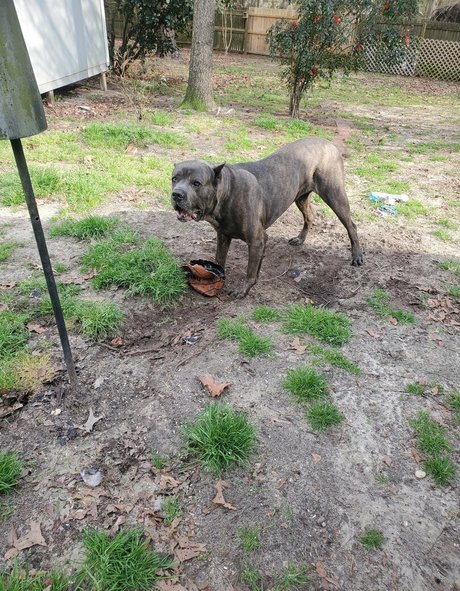 bee88i pretty pornstar gallery