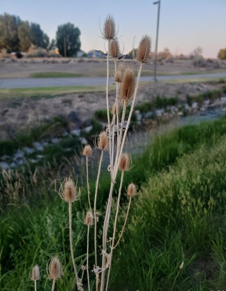 fat black onlyfans pornographic photo