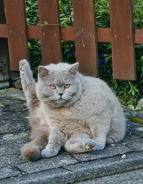 milashiroki nude pornstar pictures