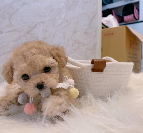 amysong99 adult model pic