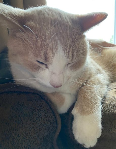 Aelarose sex model pics