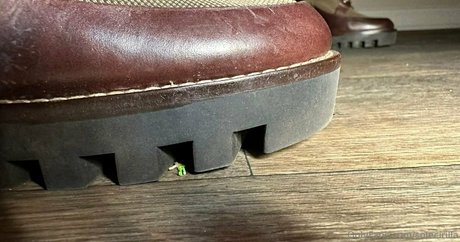 solecirilla model pictures