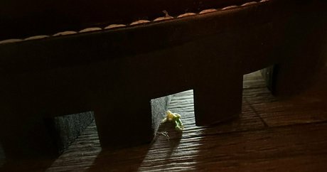 solecirilla star beautiful image