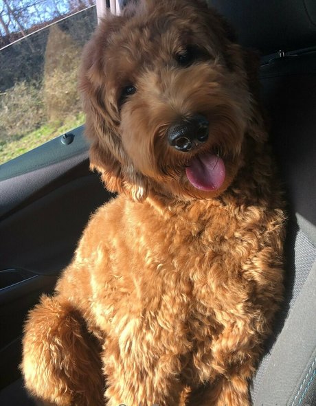 goodgirl 21 model nudes picture