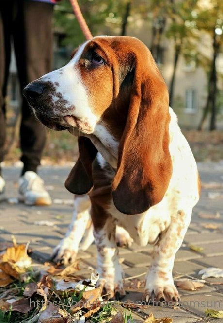 freedomsun star nice pic