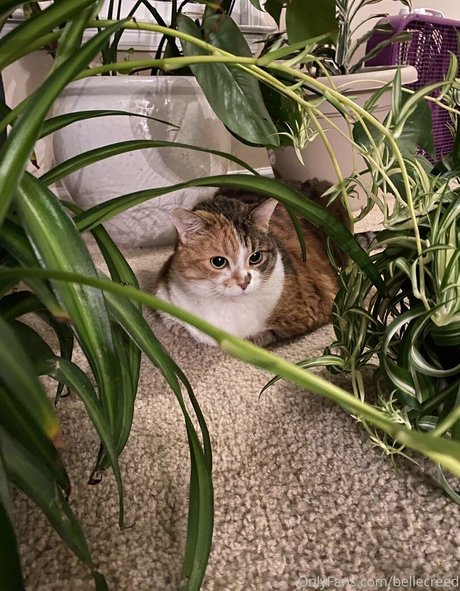 bellecreed pornstar hd pics