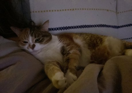 bellecreed pornstar exclusive photo