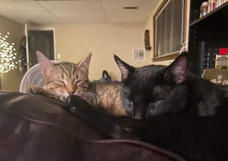 nikkiinatural model pornographic images