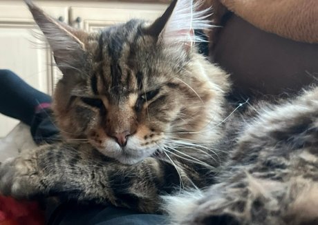 criscyborg exclusive pornstar archive