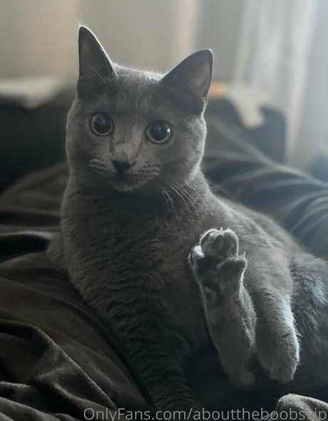 abouttheboobsvip model perfect gallery