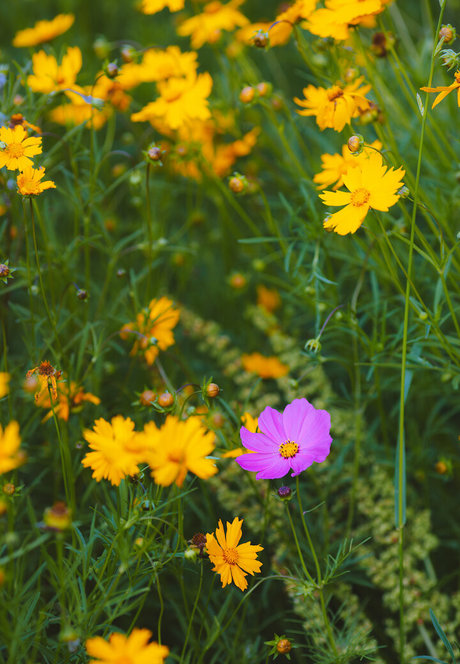 spikezombie model free img