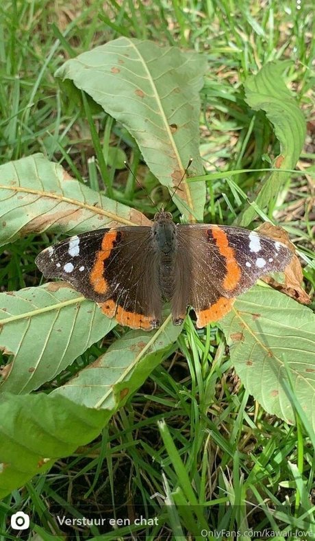 kawaii love free star photo