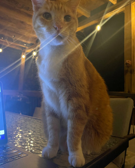 annacarter nyc pornstar naked picture