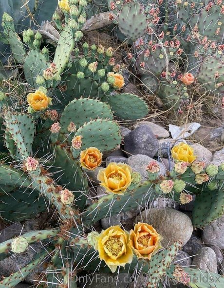 brother onlyfans free xxx images