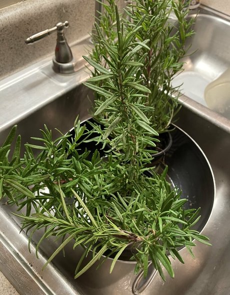 malloypanda pornstar free pic