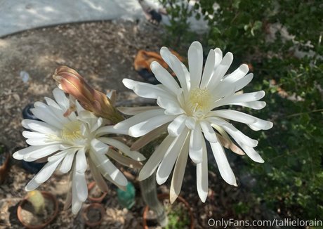 tallielorain sex star photo