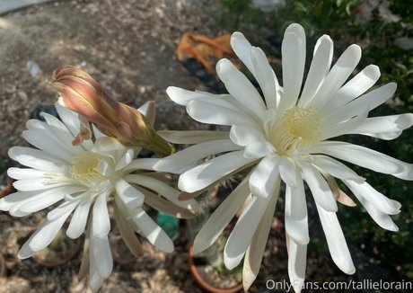 tallielorain perfect actress gallery