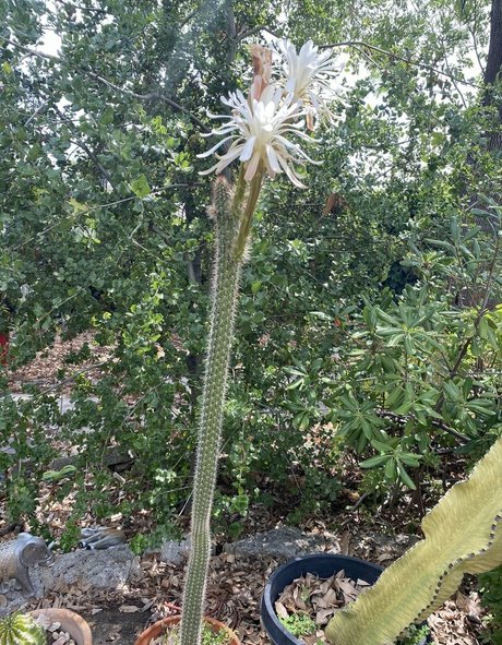 tallielorain star exclusive galleries