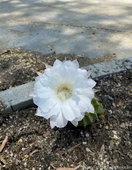 tallielorain pornstar art picture