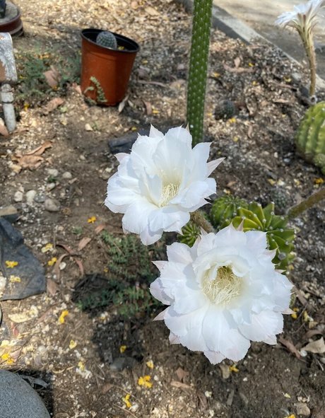 tallielorain pornstar adult picture