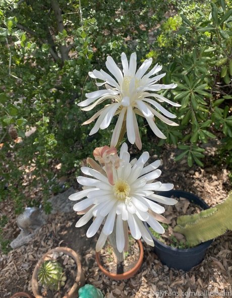 tallielorain porn star gallery