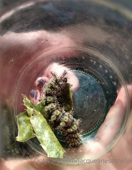 jacquelinestone56 model sex gallery