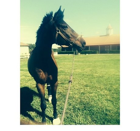 Ashton Hatchell hd pornstar photo