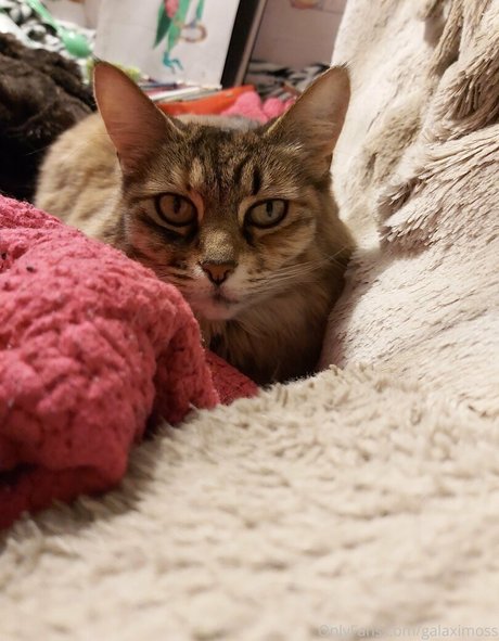 galaximoss pornographic actress photo