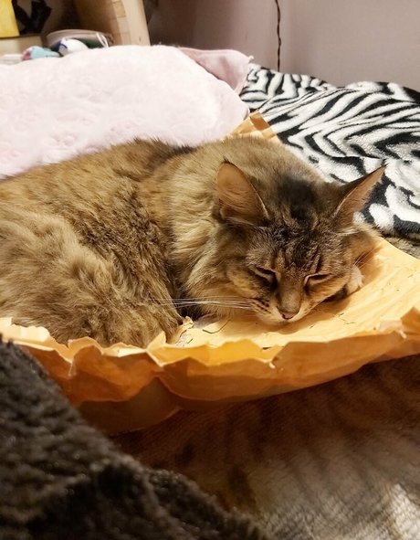 galaximoss hot actress pic