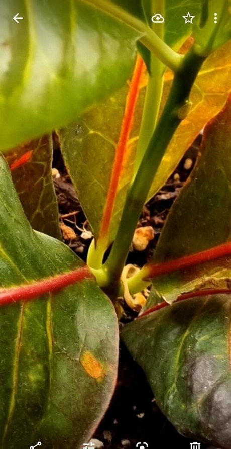 goddess of filth adult model archive