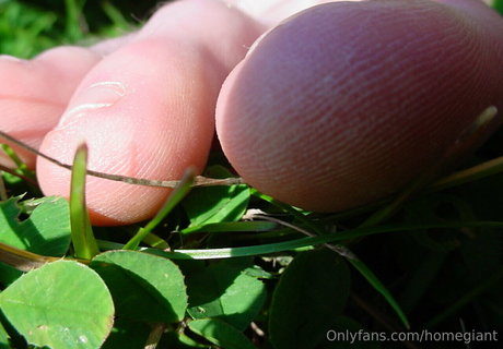 homegiant Quick model image