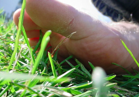 homegiant best star picture