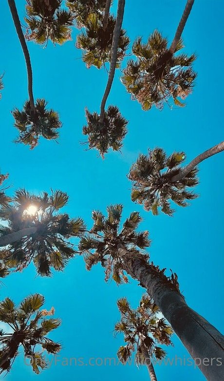 willowwhispers star pretty photo