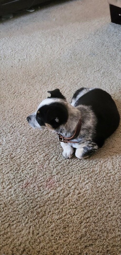 stellightbaby star gallery