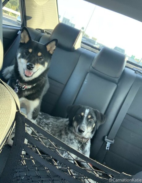 carnationkatie star best archive