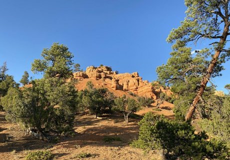 emmawerewuff model top images