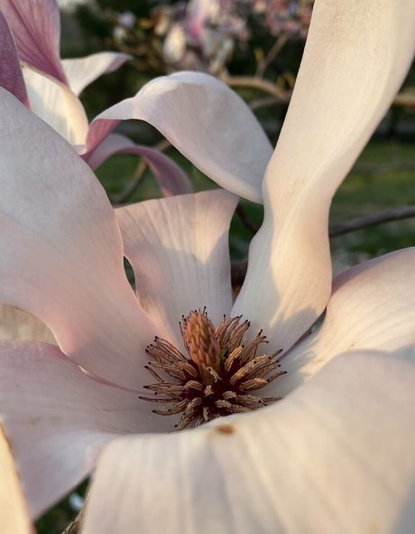 seitansm1stress star art gallery