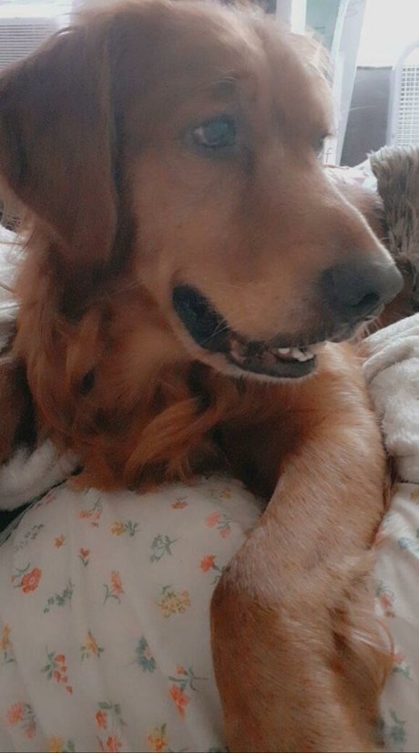 bigbootyisabella star adult photos