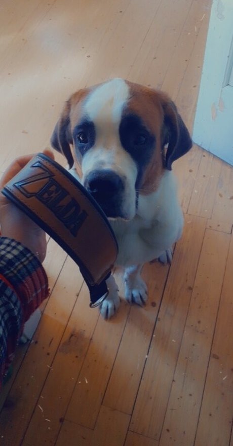 bigbootyisabella adult actress picture