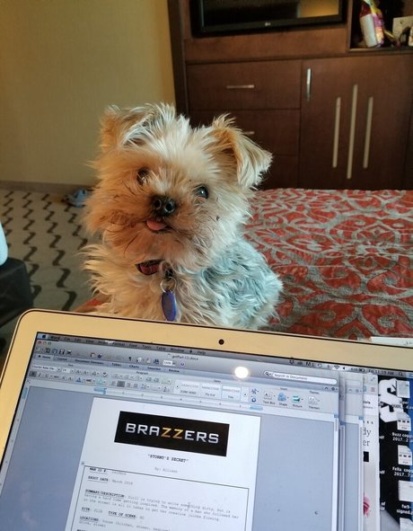 stormydaniels pornstar art galleries