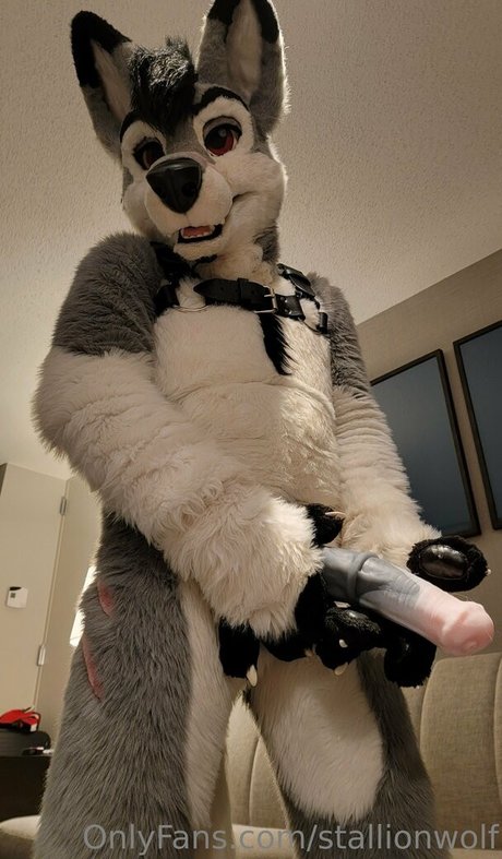 stallionwolf model exclusive image