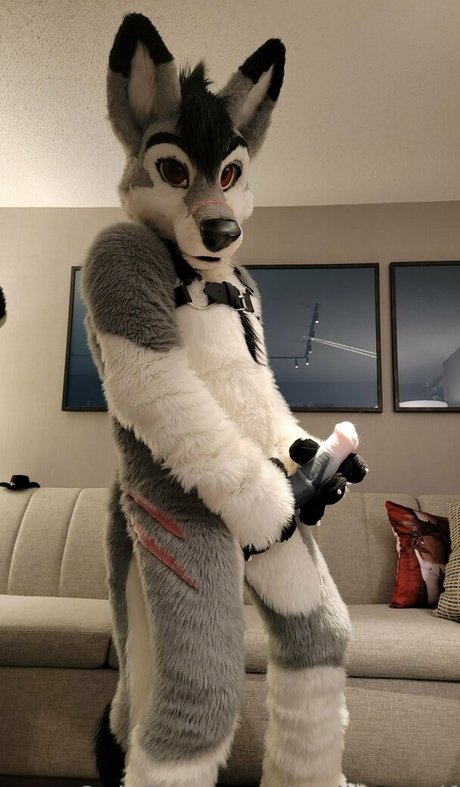 stallionwolf star free pic