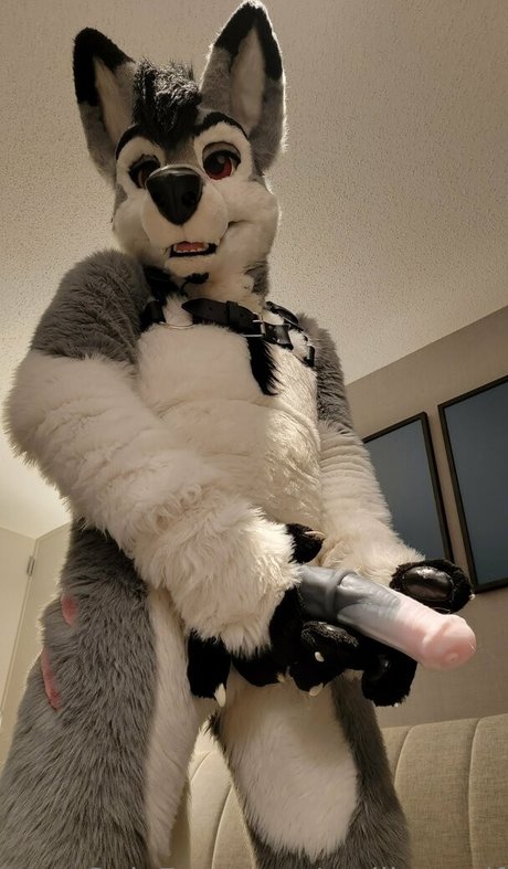 stallionwolf porn star pics