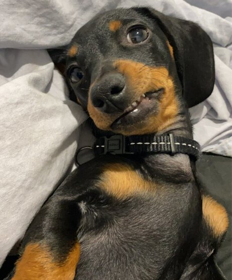 Jayme Lee pornstar free photos